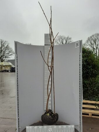 Rhus typhina 175-200 cm met kluit - afbeelding 11