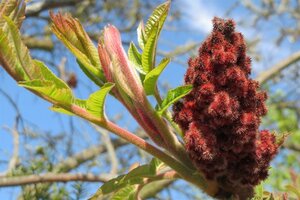 Rhus typhina 80-100 cm met kluit struik