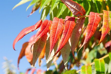 Rhus typhina 80-100 cm met kluit struik - afbeelding 8