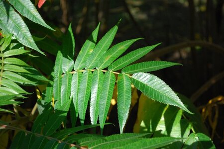 Rhus typhina 80-100 cm met kluit struik - afbeelding 6