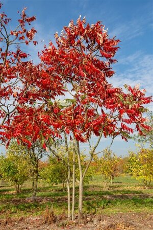 Rhus typhina 80-100 cm met kluit struik - afbeelding 5