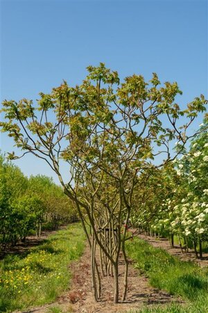 Rhus typhina 80-100 cm met kluit struik - afbeelding 10