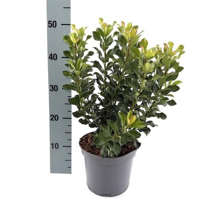 Rhaphiolepis umbellata 30-40 cm cont. 3,0L