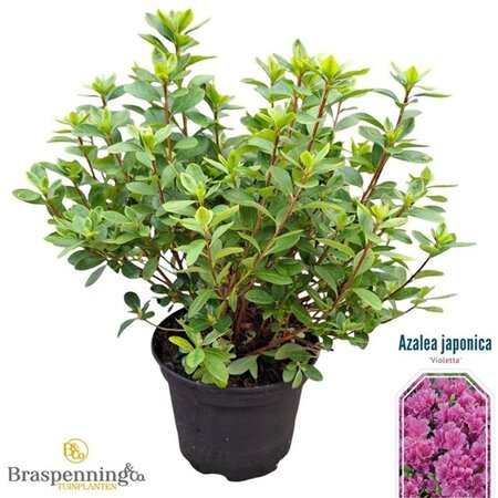 Rhododendron (AJ) 'Violetta' BLAUW 20-25 cm cont. 2,0L - afbeelding 2