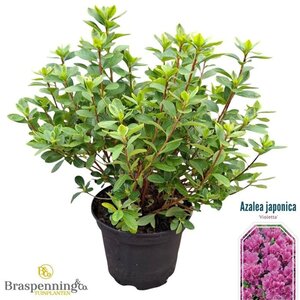 Rhododendron (AJ) 'Violetta' BLAUW 20-25 cm cont. 2,0L - afbeelding 2