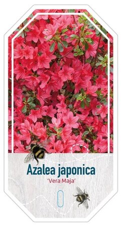 Rhododendron 'Vera Maja' 20-25 cm cont. 2,0L - afbeelding 1