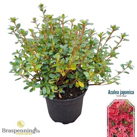 Rhododendron 'Vera Maja' 20-25 cm cont. 2,0L - afbeelding 2