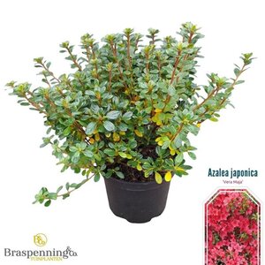 Rhododendron 'Vera Maja' 25-30 cm cont. 4,0L - afbeelding 2