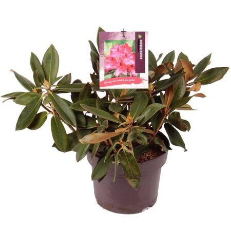 Rhododendron (Y) 'Vollblut' ORANJEROOD 30-40 cm cont. 5,0L