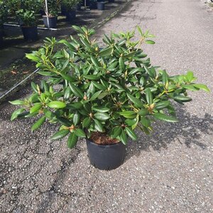 Rhododendron 'Virginia Richards' ORANJEROZE 60-80 cm cont. 15L - afbeelding 2
