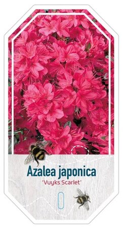 Rhododendron (AJ) 'Vuyk's Scarlet' ROOD 25-30 cm cont. 4,0L - afbeelding 1