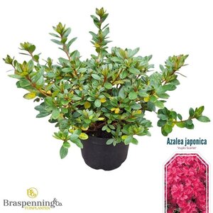 Rhododendron (AJ) 'Vuyk's Scarlet' ROOD 25-30 cm cont. 4,0L - afbeelding 2