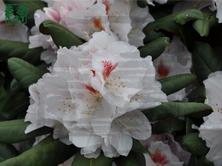 Rhododendron (Y) 'Apollonia' WIT 30-40 cm cont. 3,0L
