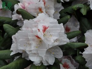 Rhododendron (Y) 'Apollonia' WIT 30-40 cm cont. 3,0L