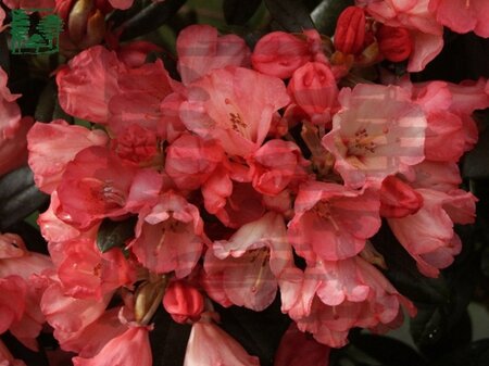 Rhododendron (Y) 'Bambi' 40-50 cm cont. 3,0L