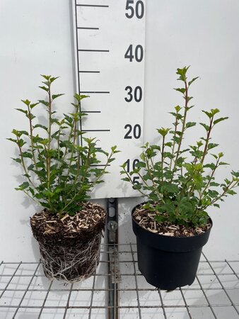 Ribes alpinum 'Schmidt' geen maat specificatie cont. 3,0L