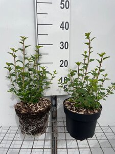Ribes alpinum 'Schmidt' geen maat specificatie cont. 3,0L