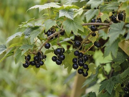 Ribes nigr. 'Black Reward' ZWART 80-100 cm container stam - afbeelding 1