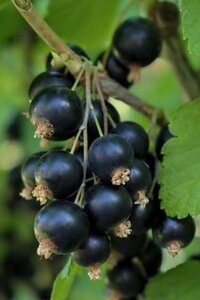 Ribes nigr. 'Goliath' geen maat specificatie wortelgoed 5-8 tak struik