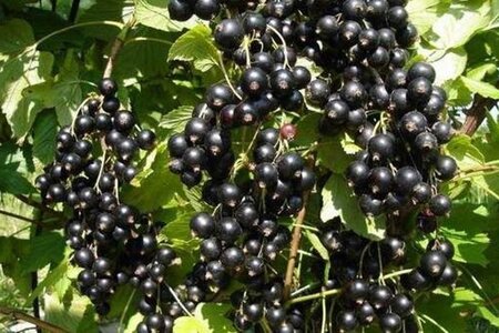 Ribes nigr. 'Silvergieter's Zwarte' 60-100 cm cont. 3,0L 3-5 tak