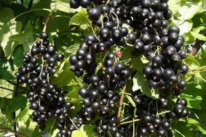 Ribes nigr. 'Silvergieter's Zwarte' 60-100 cm cont. 3,0L 3-5 tak