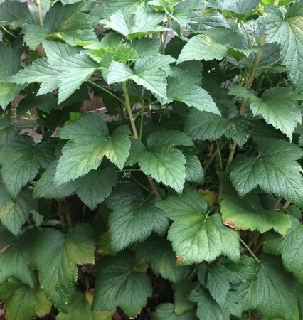 Ribes nigr. 'Titania' 80-100 cm wortelgoed stam - afbeelding 2