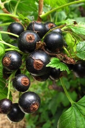 Ribes nigr. 'Titania' geen maat specificatie wortelgoed 5-8 tak struik - afbeelding 1
