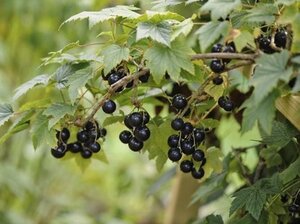 Ribes nigr. 'Wellington XXX' geen maat specificatie BR 5-8 BR bushes - image 2