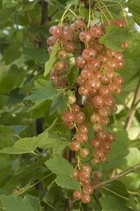 Ribes rub. 'Gloire des Sablons' (ROZE) geen maat specificatie wortelgoed 5-8 tak struik