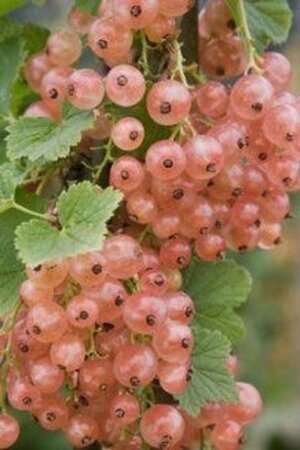 Ribes rub. 'Gloire des Sablons' (ROZE) geen maat specificatie wortelgoed 5-8 tak struik - afbeelding 2