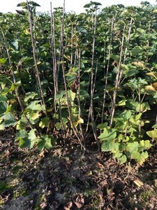 Ribes r. 'Jonkheer van Tets' ROOD geen maat specificatie wortelgoed 5-8 tak struik - afbeelding 4