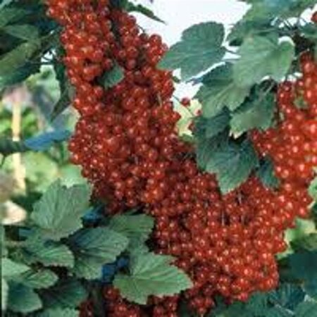 Ribes r. 'Jonkheer van Tets' ROOD geen maat specificatie wortelgoed 5-8 tak struik - afbeelding 5