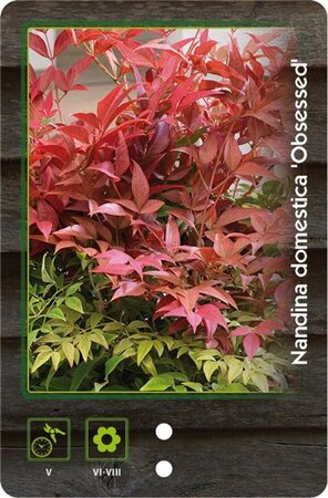 Ribes r. 'Jonkheer van Tets' ROOD geen maat specificatie BR 5-8 BR bushes - image 3