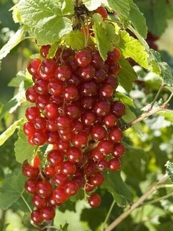 Ribes r. 'Junifer' (ROOD) 60-100 cm cont. 3,0L 3-5 tak - afbeelding 2