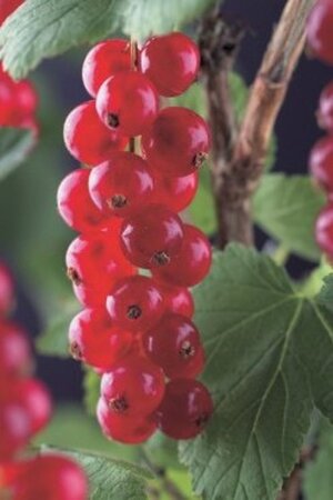 Ribes r. 'Rondom' 60-100 cm cont. 3,0L 3-5 tak - afbeelding 1