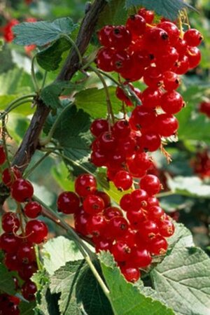 Ribes r. 'Rondom' 60-100 cm cont. 3,0L 3-5 tak - afbeelding 2