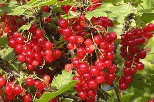 Ribes r. 'Rosetta' (ROOD) 60-100 cm cont. 3,0L 3-5 tak