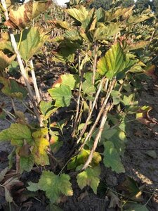 Ribes r. 'Rovada' (ROOD) geen maat specificatie wortelgoed 3-5 tak struik - afbeelding 4