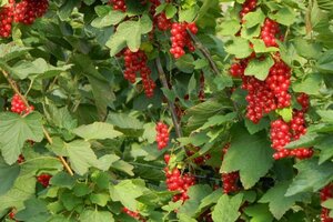 Ribes r. 'Rovada' (ROOD) geen maat specificatie wortelgoed 5-8 tak struik