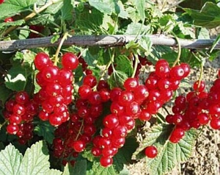 Ribes r. 'Rovada' (ROOD) geen maat specificatie wortelgoed 5-8 tak struik - afbeelding 3