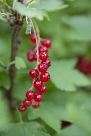 Ribes rubrum ROOD geen maat specificatie wortelgoed 5-8 tak struik - afbeelding 1
