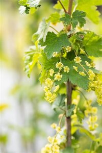Ribes rubrum ROOD geen maat specificatie wortelgoed 5-8 tak struik - afbeelding 2