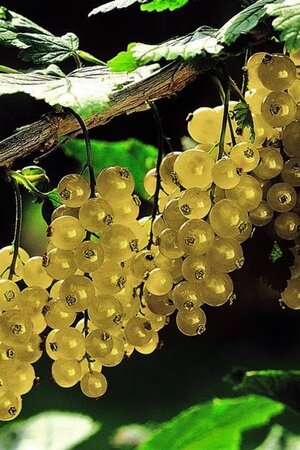 Ribes rub. 'Versailles Blanche' (WIT) geen maat specificatie BR 3-5 BR bushes - image 3