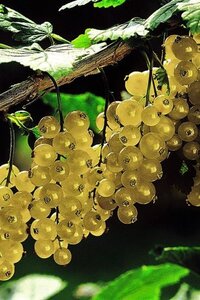 Ribes rub. 'Versailles Blanche' (WIT) geen maat specificatie BR 3-5 BR bushes - image 3