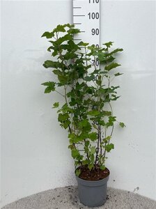 Ribes sanguineum 80-100 cm cont. 5,0L