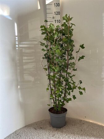 Ribes sang. 'King Edward VII' 80-100 cm cont. 5,0L