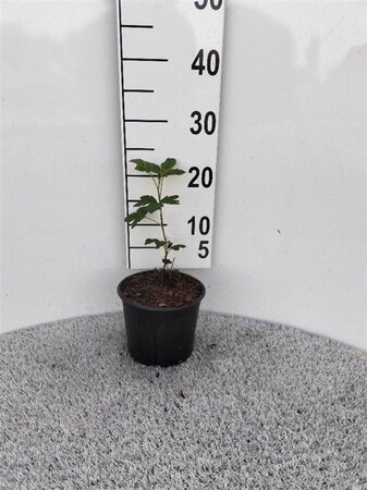 Ribes sang. 'King Edward VII' geen maat specificatie cont. 2,0L