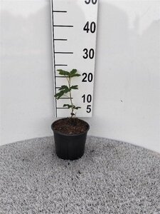 Ribes sang. 'King Edward VII' geen maat specificatie cont. 2,0L