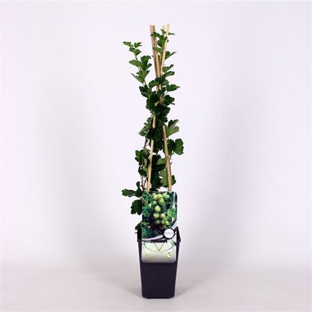 Ribes u.-c. Hinnonmäki Gul 70 cm vierkant 2L