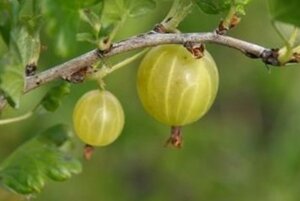 Ribes u.-c. Hinnonmäki Gul geen maat specificatie BR 3-5 BR bushes